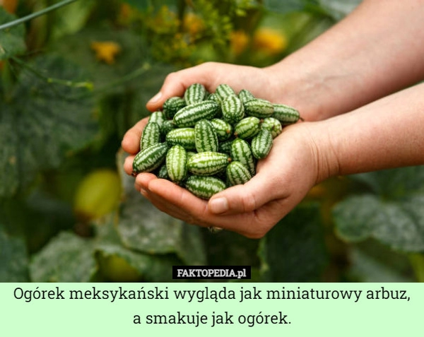 
    Ogórek meksykański wygląda jak miniaturowy arbuz, a smakuje jak ogórek.