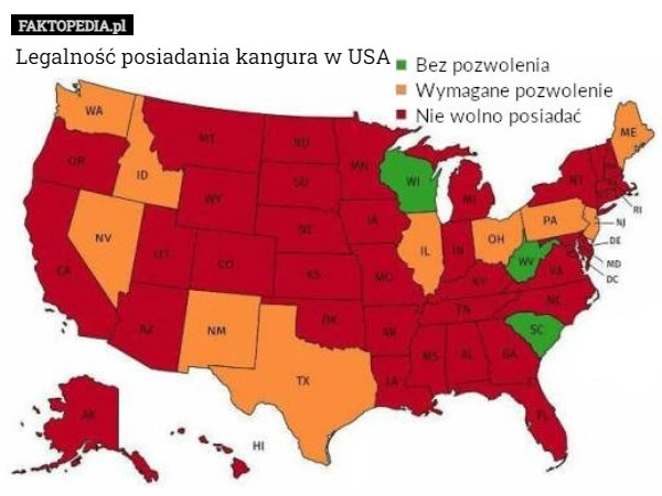 
    Legalność posiadania kangura w USA