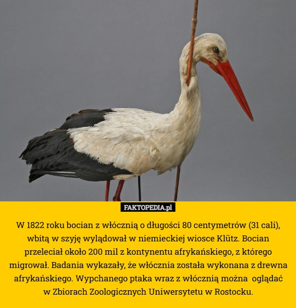 
    W 1822 roku bocian z włócznią o długości 80 centymetrów (31 cali), wbitą