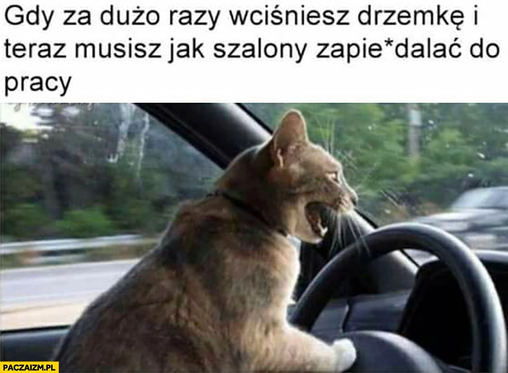 
    Kot kierowca gdy za dużo razy wciśniesz drzemkę i teraz musisz jak szalony zapierdzielać do pracy