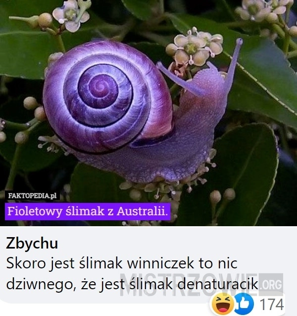 
    Ślimak