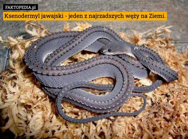
    Ksenodermyl jawajski - jeden z najrzadszych węży na Ziemi.
