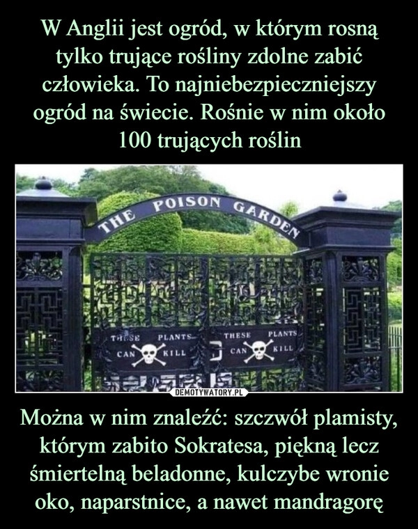 
    W Anglii jest ogród, w którym rosną tylko trujące rośliny zdolne zabić człowieka. To najniebezpieczniejszy ogród na świecie. Rośnie w nim około 100 trujących roślin Można w nim znaleźć: szczwół plamisty, którym zabito Sokratesa, piękną lecz śmiertelną beladonne, kulczybe wronie oko, naparstnice, a nawet mandragorę