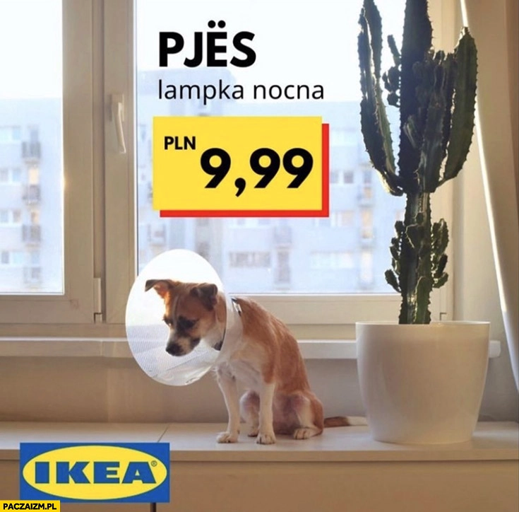 
    Pjes lampka nocna Ikea pies z kloszem na głowie