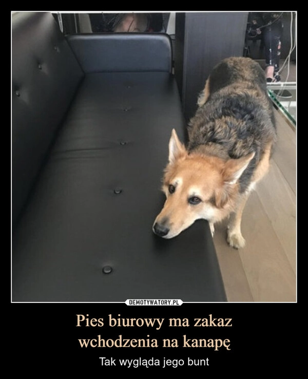 
    Pies biurowy ma zakaz
wchodzenia na kanapę