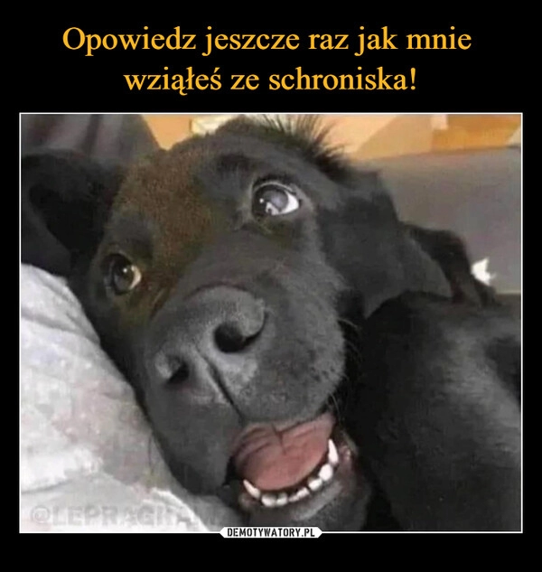 
    Opowiedz jeszcze raz jak mnie 
wziąłeś ze schroniska!