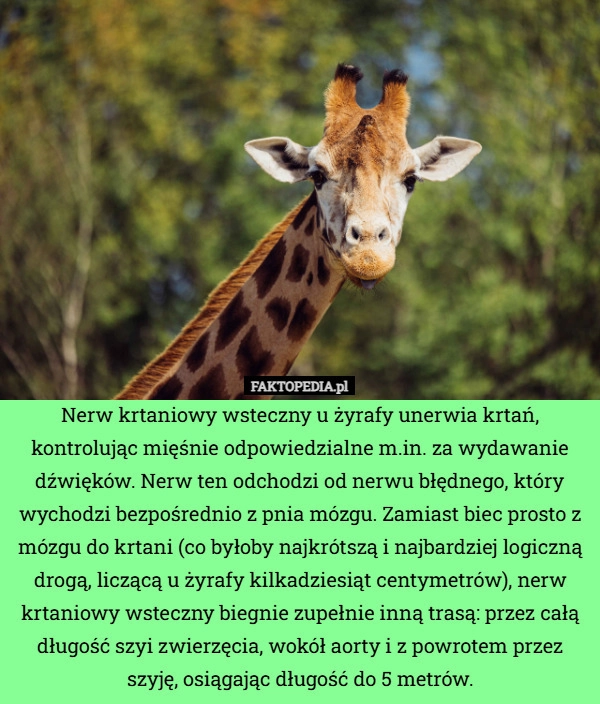
    Nerw krtaniowy wsteczny u żyrafy unerwia krtań, kontrolując mięśnie odpowiedzialne