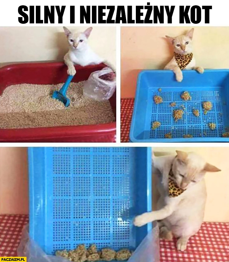 Silny i niezależny kot sam sprząta po sobie kuwetę