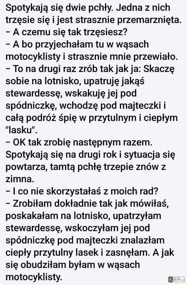 
    Spotykają się dwie pchły. jedna się trzęsie i jest strasznie...