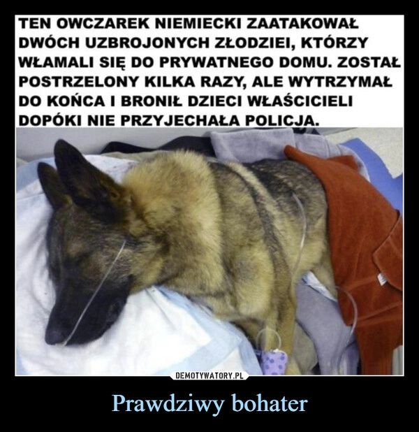 
    Prawdziwy bohater
