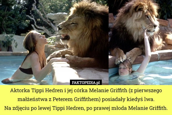 
    Aktorka Tippi Hedren i jej córka Melanie Griffith (z pierwszego małżeństwa...