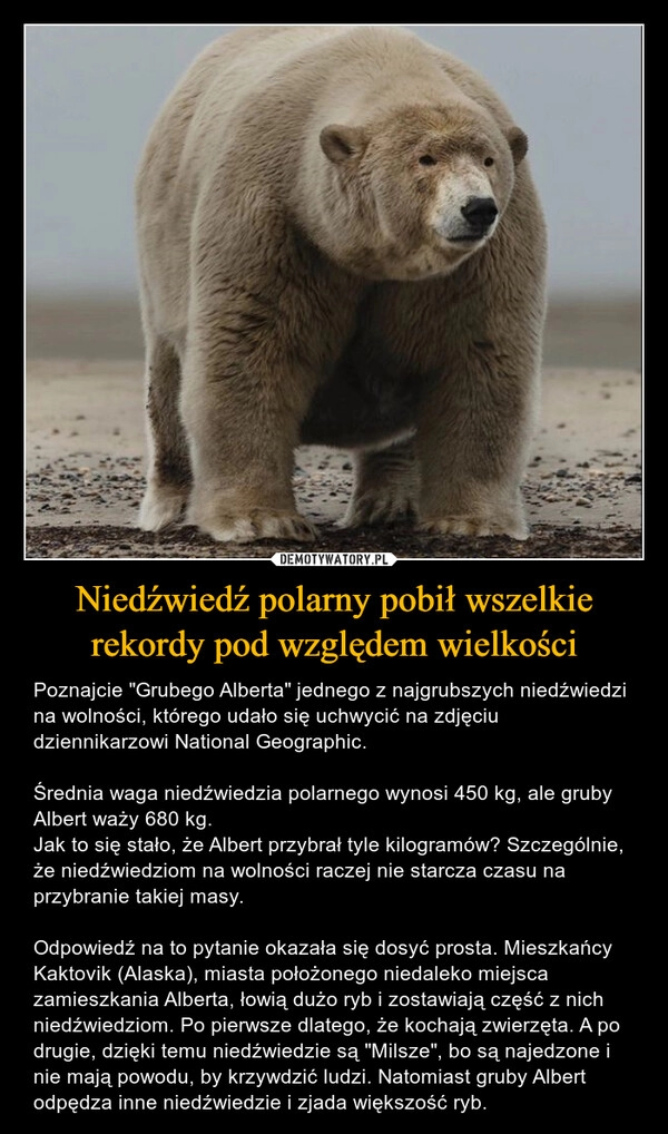 
    Niedźwiedź polarny pobił wszelkie rekordy pod względem wielkości