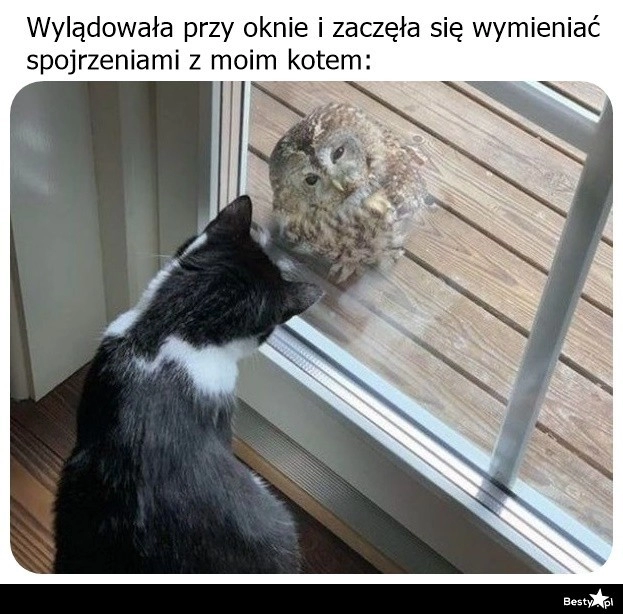 
    Międzygatunkowe spotkanie 