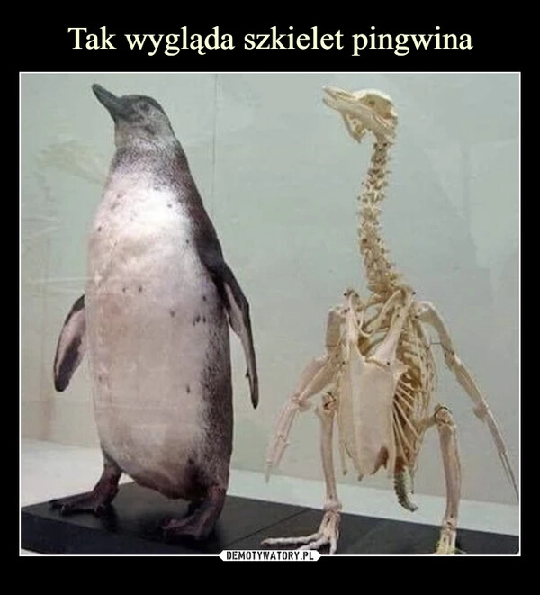 
    Tak wygląda szkielet pingwina