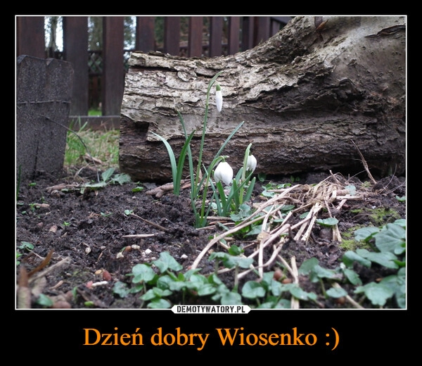 
    Dzień dobry Wiosenko :)