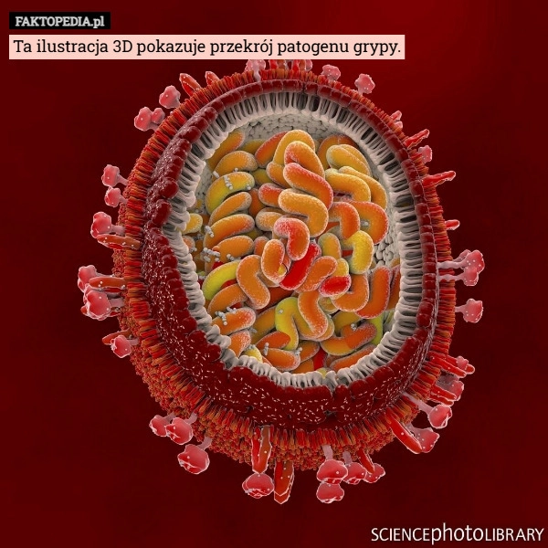 
    Ta ilustracja 3D pokazuje przekrój patogenu grypy.