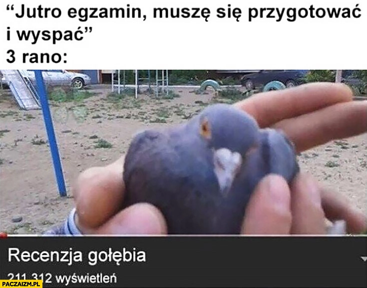 
    Jutro egzamin muszę się przygotować i wyspać 3 rano ogląda recenzję gołębia