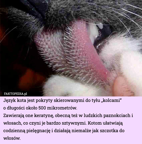 
    Język kota jest pokryty skierowanymi do tyłu „kolcami”
o długości około