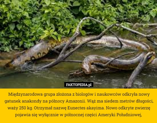 
    Międzynarodowa grupa złożona z biologów i naukowców odkryła nowy gatunek