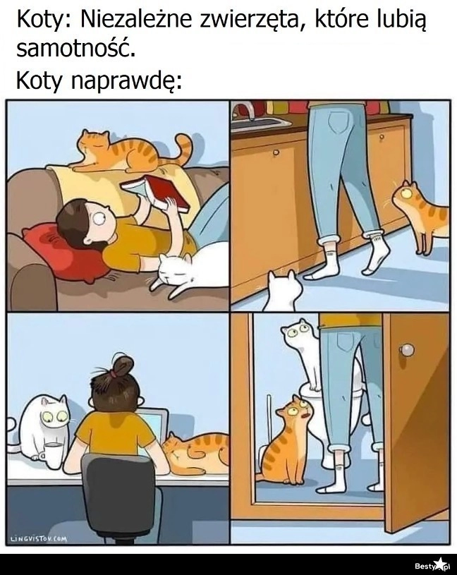 
    Koty naprawdę 