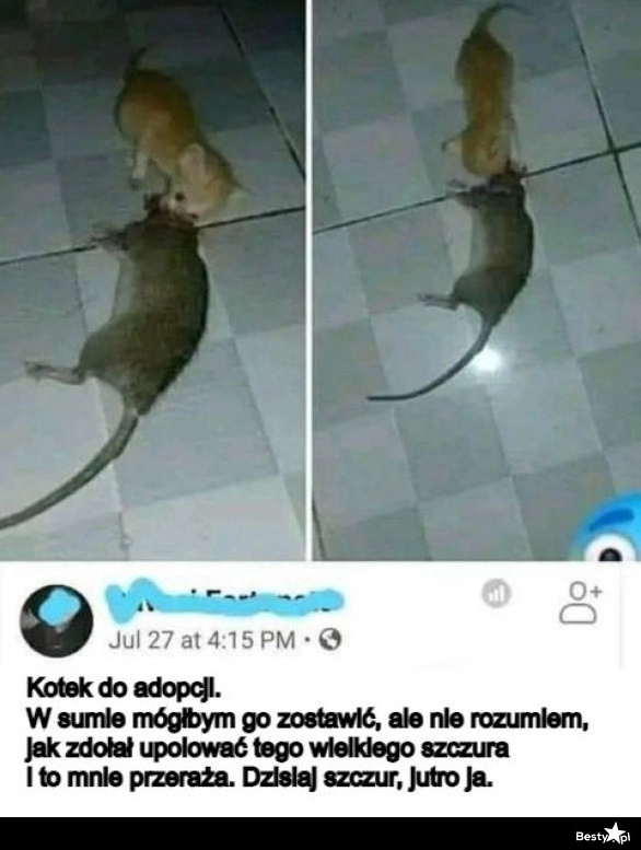 
    Kotek do adopcji 