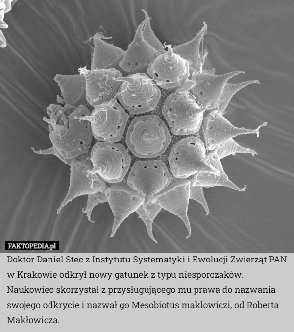 
    Doktor Daniel Stec z Instytutu Systematyki i Ewolucji Zwierząt PAN w Krakowie