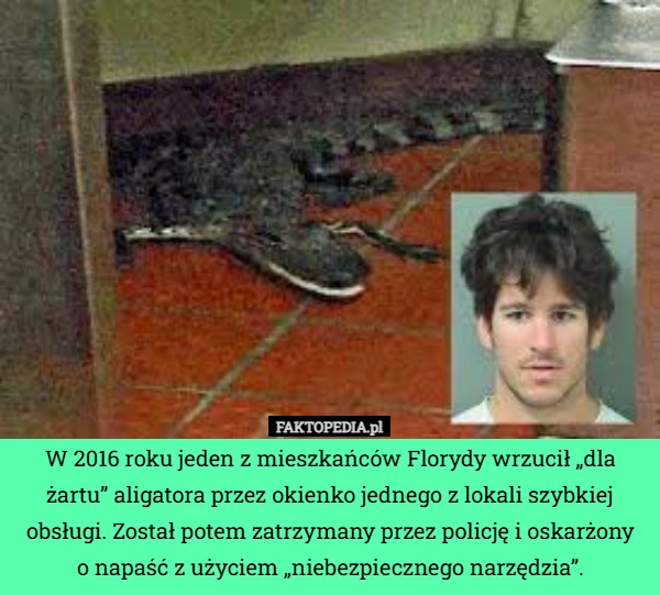 
    W 2016 roku jeden z mieszkańców Florydy wrzucił „dla żartu” aligatora przez