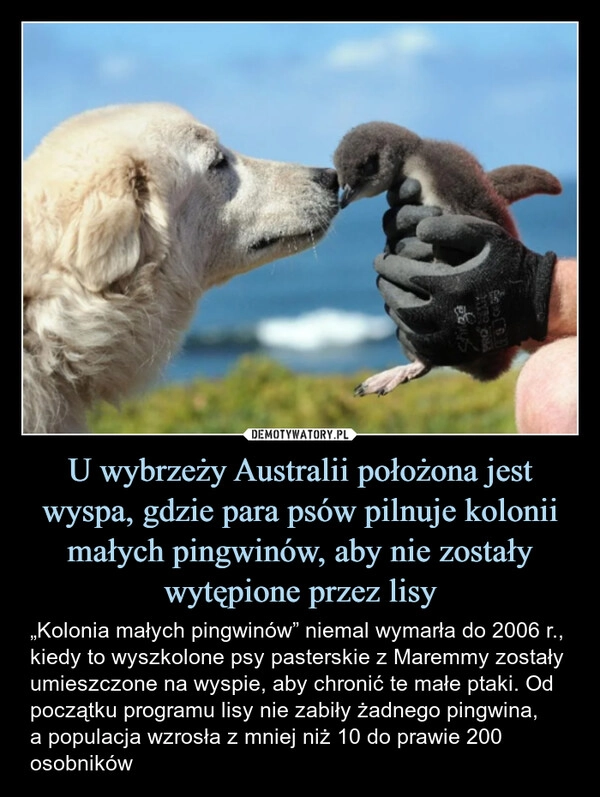 
    U wybrzeży Australii położona jest wyspa, gdzie para psów pilnuje kolonii małych pingwinów, aby nie zostały wytępione przez lisy