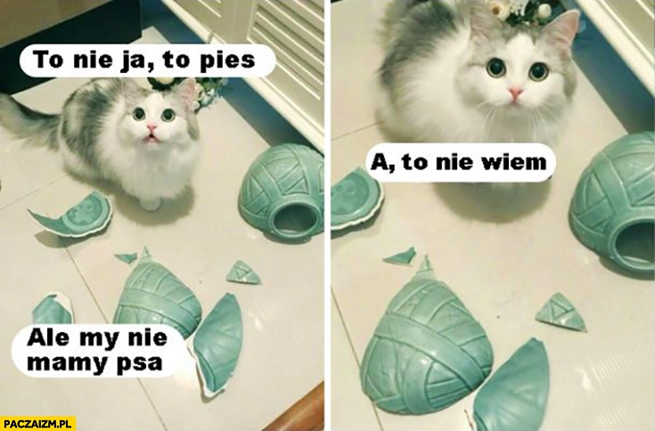 
    To nie ja, to pies. Ale my nie mamy psa, a to nie wiem kot potłukł