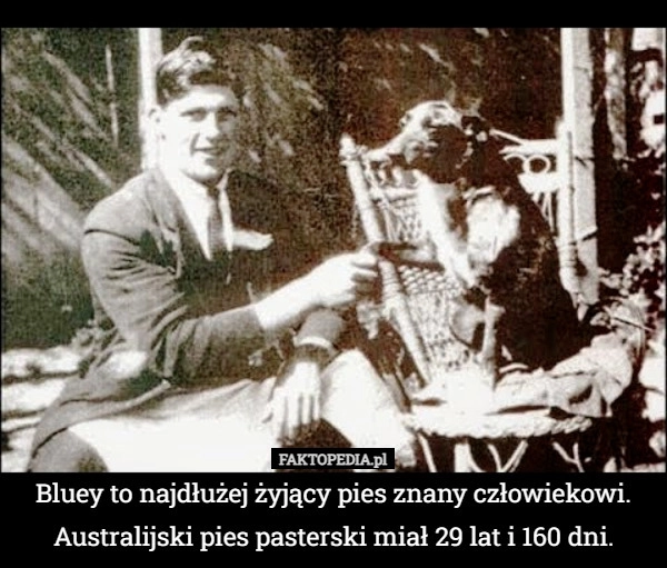 
    Bluey to najdłużej żyjący pies znany człowiekowi. Australijski pies pasterski