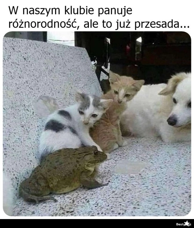 
    Różnorodność 