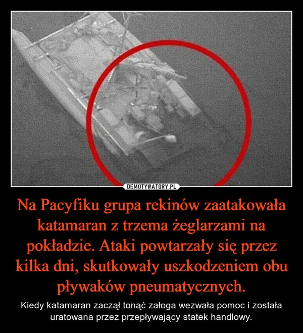 
    Na Pacyfiku grupa rekinów zaatakowała katamaran z trzema żeglarzami na pokładzie. Ataki powtarzały się przez kilka dni, skutkowały uszkodzeniem obu pływaków pneumatycznych.