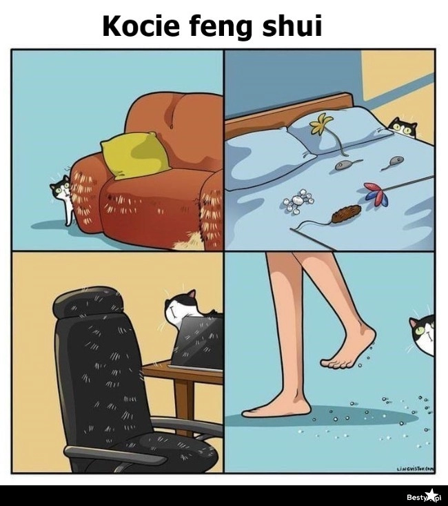 
    Kocie feng shui