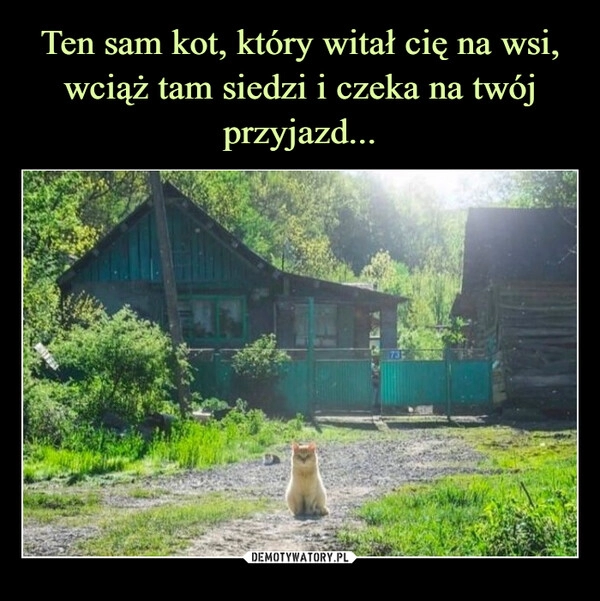 
    Ten sam kot, który witał cię na wsi, wciąż tam siedzi i czeka na twój przyjazd...