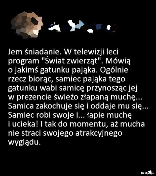 
    Zwyczaje godowe pająków 