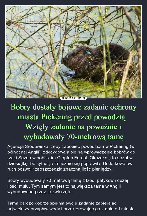 
    Bobry dostały bojowe zadanie ochrony miasta Pickering przed powodzią. 
Wzięły zadanie na poważnie i wybudowały 70-metrową tamę