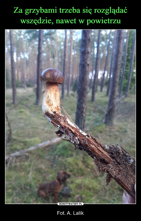 
    Za grzybami trzeba się rozglądać wszędzie, nawet w powietrzu