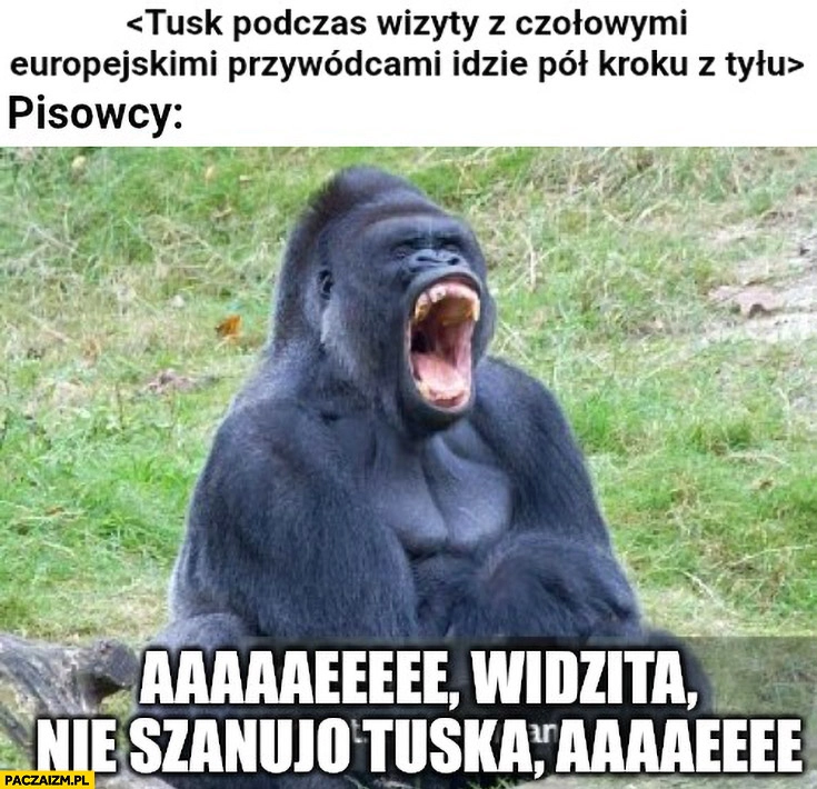 
    Tusk podczas wizyty z europejskimi przywódcami: idzie pół kroku z tyłu, pisowcy: widzicie nie szanują Tuska małpa szympans
