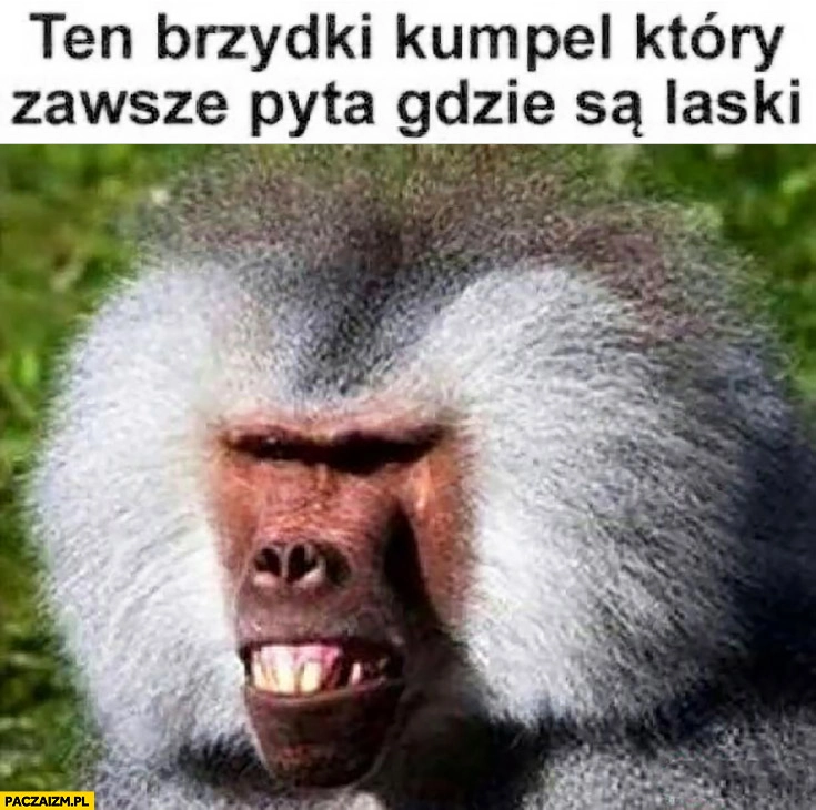 
    Ten brzydki kumpel, który zawsze pyta gdzie są laski małpa