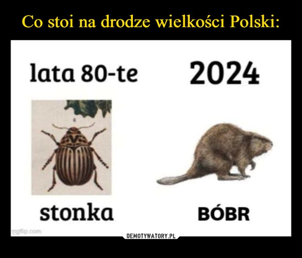 
    Co stoi na drodze wielkości Polski: