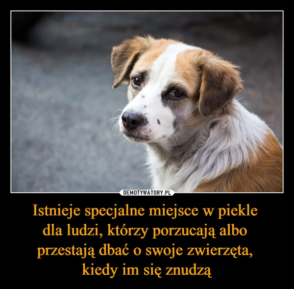 
    Istnieje specjalne miejsce w piekle 
dla ludzi, którzy porzucają albo 
przestają dbać o swoje zwierzęta, 
kiedy im się znudzą