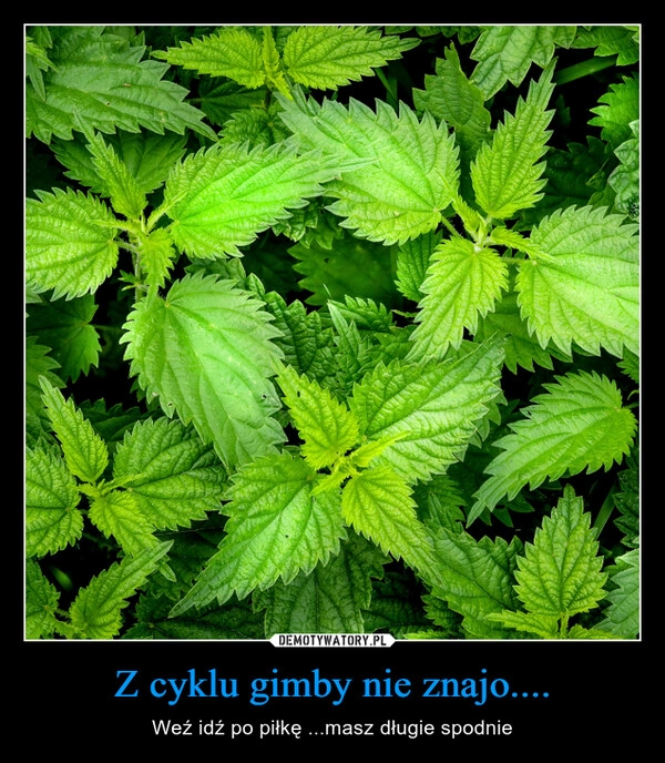 
    Z cyklu gimby nie znajo....