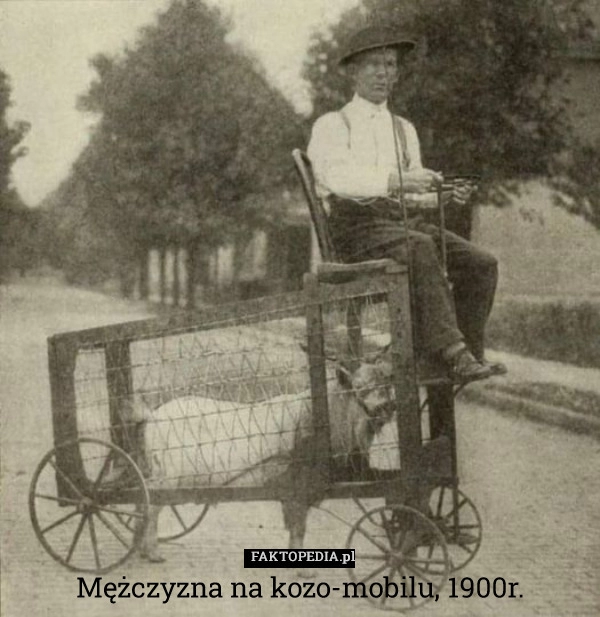 
    Mężczyzna na kozo-mobilu, 1900r.