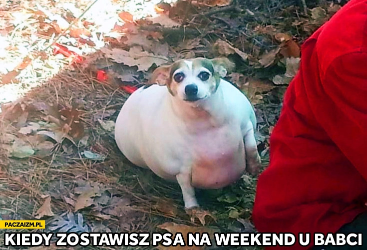 
    Kiedy zostawisz psa na weekend u babci