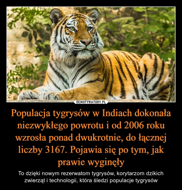 
    Populacja tygrysów w Indiach dokonała niezwykłego powrotu i od 2006 roku wzrosła ponad dwukrotnie, do łącznej liczby 3167. Pojawia się po tym, jak prawie wyginęły