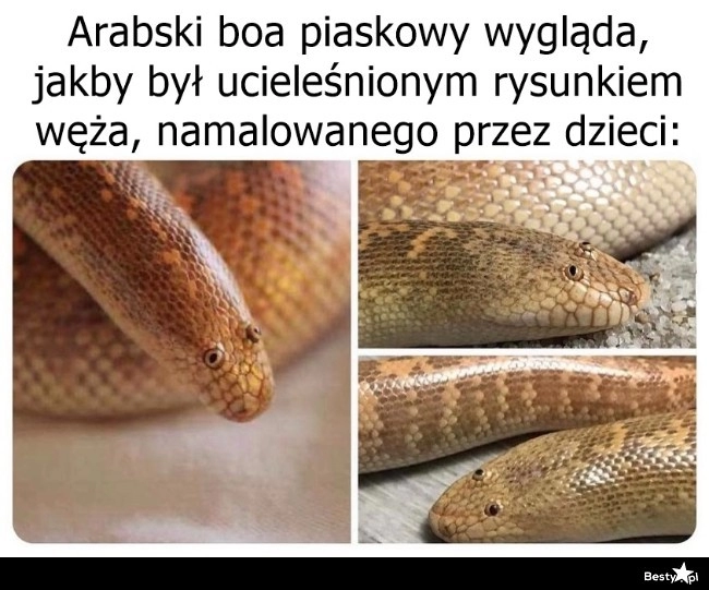 
    Arabski boa 