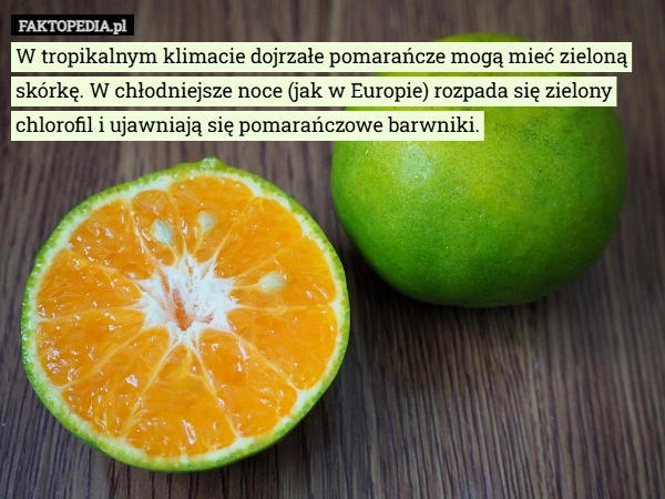 
    W tropikalnym klimacie dojrzałe pomarańcze mogą mieć zieloną skórkę. W chłodniejsze...