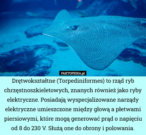 
    Drętwokształtne (Torpediniformes) to rząd ryb chrzęstnoszkieletowych, znanych
