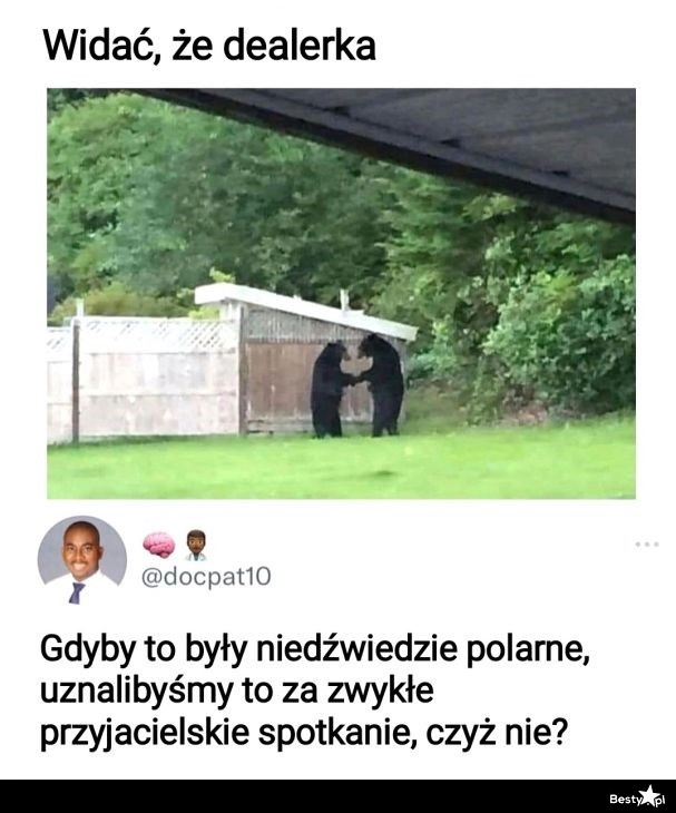 
    Dilujące niedźwiedzie 