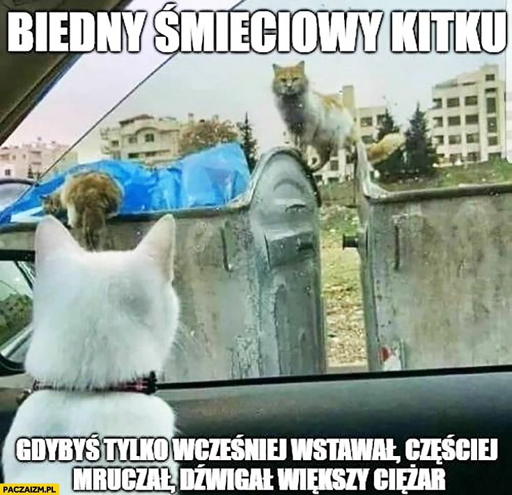 
    Biedny śmieciowy kitku gdybyś tylko wcześniej wstawał, częściej mruczał, dźwigał większy ciężar
